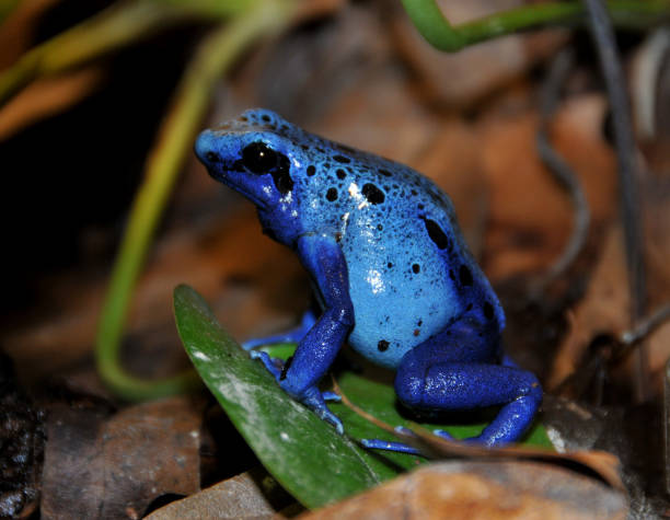 istock Blue poison dart frog lateral view 1031480072