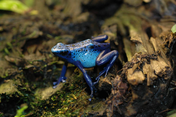 Blue poison dart frog This picture of a bright blue poison dart frog coming down from its log was taken at the reptile house of the Antwerp zoo in Belgium. blue poison dart frog dendrobates tinctorius azureus stock pictures, royalty-free photos & images