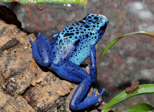 Blue poison dart frog The back of a blue poison arrow frog has a characteristic pattern of black spots. The picture of this animal was shot at the Serpentarium in Blankenberge, Belgium blue poison dart frog dendrobates tinctorius azureus stock pictures, royalty-free photos & images