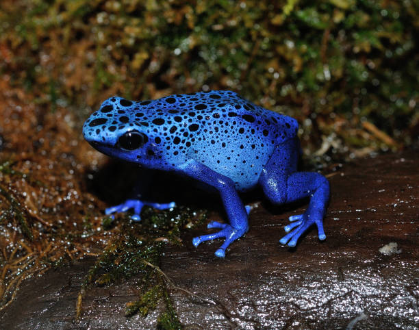 Blue poison dart frog This picture of a bright blue poison dart frog was taken at the vivarium of the Wilhelma zoo in Stuttgart, Germany blue poison dart frog dendrobates tinctorius azureus stock pictures, royalty-free photos & images