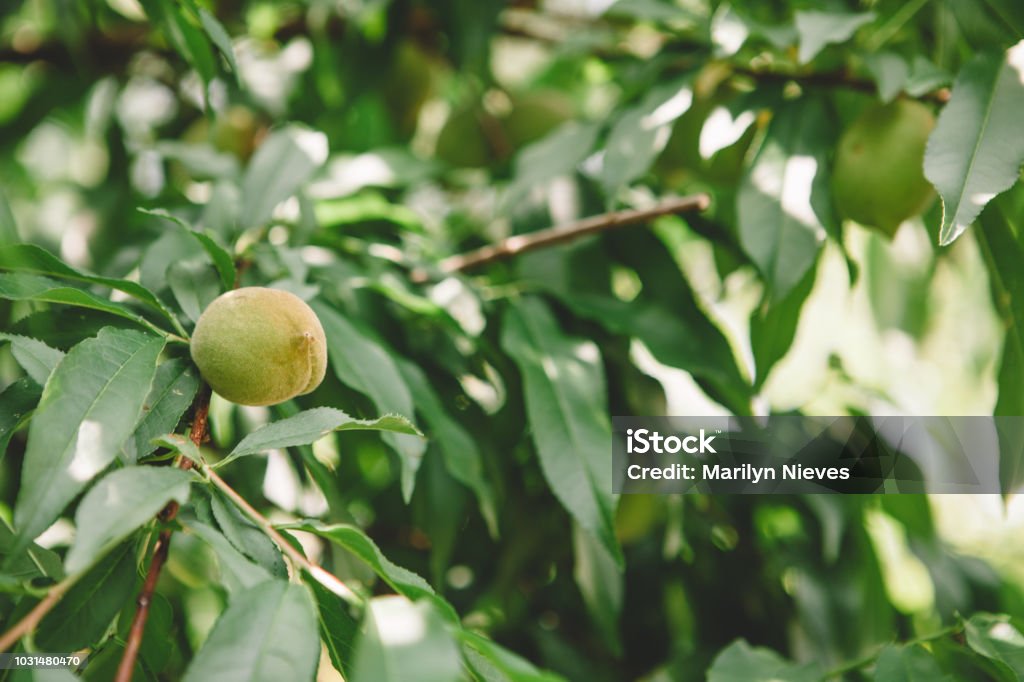 organic peaches Closeup of plants in the vegetable garden. Agriculture Stock Photo