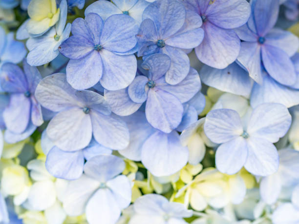 istock Abstract nature pattern and background of hydrangea flowers. 1031481474