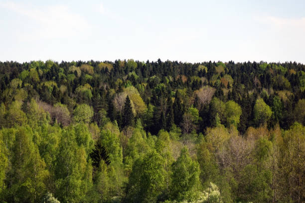 istock Green background tree forest, view from height of bird's flight in the fresh pines 1031481674