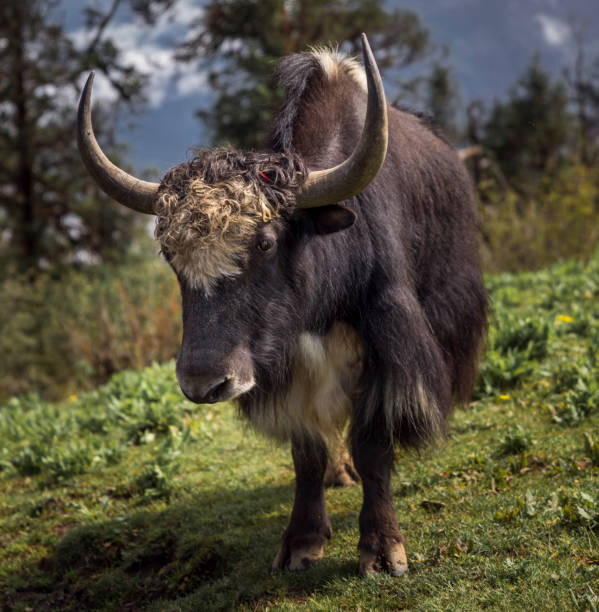 istock Yak or nak feeding in the fields in Nepal. Captured in Himalayas 1031484936