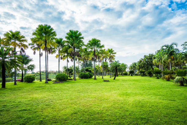 istock Green grass field with palm tree in Public Park 1031485784