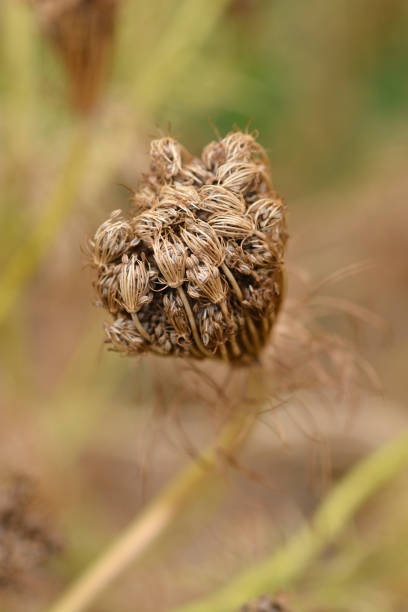 istock Toothpick bullwort Blutenball 1031488578