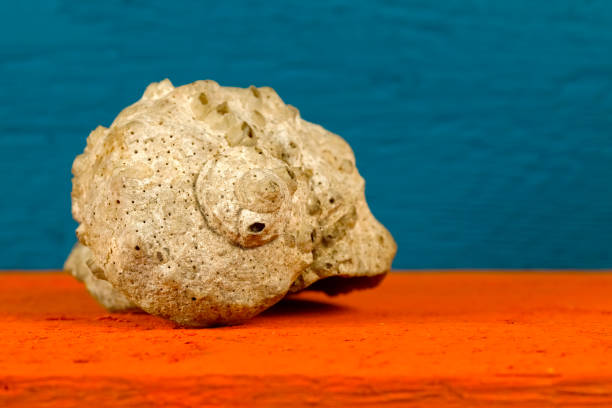 istock One sea shell and its spiral detail 1031490114