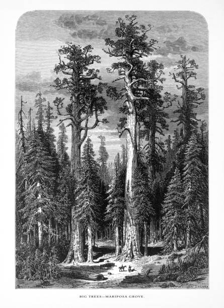 illustrazioni stock, clip art, cartoni animati e icone di tendenza di sequoie giganti a mariposa grove, yosemite valley, parco nazionale di yosemite, sierra nevada, california, incisione vittoriana americana, 1872 - 1870