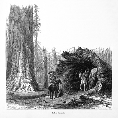 Very Rare, Beautifully Illustrated Antique Engraving of Riding Horses through Giant Redwoods in Mariposa Grove, Yosemite Valley, Yosemite National Park, Sierra Nevada, California, American Victorian Engraving, 1872. Source: Original edition from my own archives. Copyright has expired on this artwork. Digitally restored.