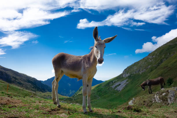 istock Small horse in the mountain pastures on the Alps 1031496710