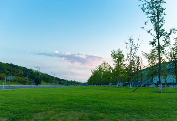 City park, vast meadow at twilight in summer
