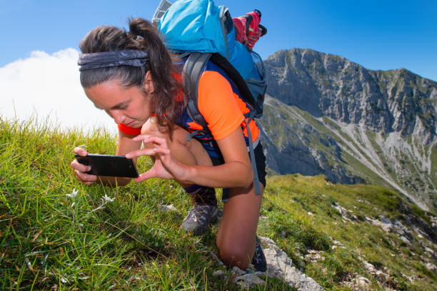 istock Smartphone at a protected mountain flower. Edelwiss. 1031496900
