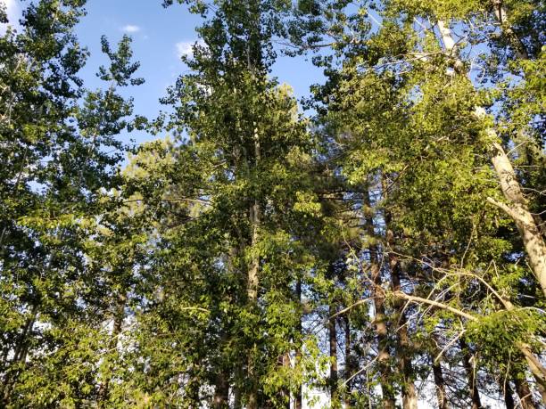 istock PINE SERENTIY BIG BEAR LAKE 1031500010