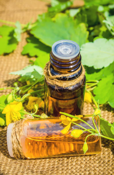 istock celandine for treatment decoction, tincture, extract, oil. 1031500338
