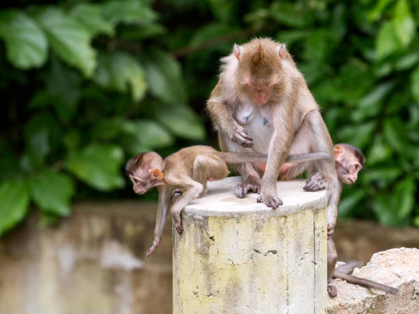 istock Three monkeys by one mother and two kid on the concrete pole 1031500786