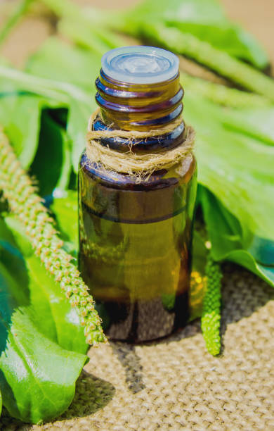 istock The plantain extract. Medicinal plants. Selective focus. 1031504268