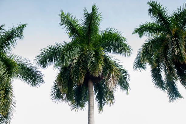 istock Palm tree in Guatemala, central america. 1031507544