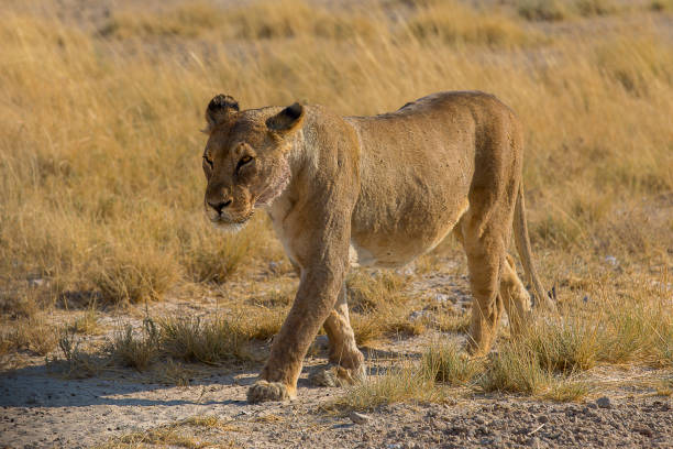 istock Lioness in the pan 1031507740
