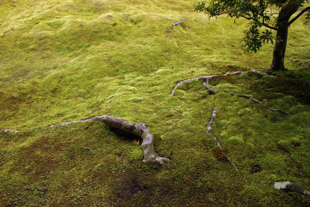 istock Lush and beautiful Japanese garden 1031508274