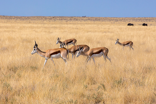 A group of Springboks walking in the savannah. Etosha national Park, Namibia.