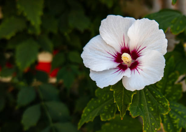 flowers on the flower bed