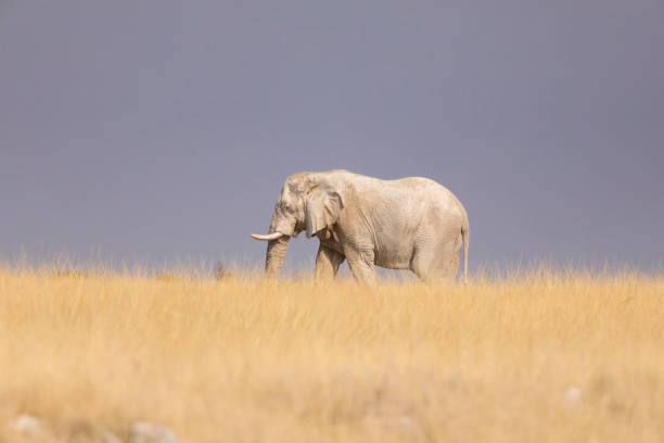 istock Elephant in the savannah 1031515316