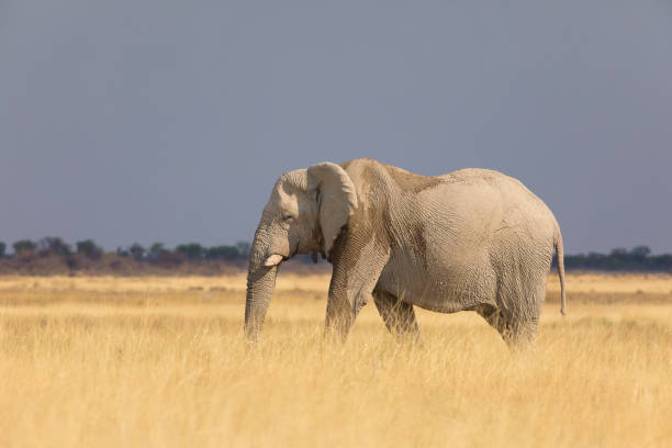 istock Elephant in the savannah 1031515858