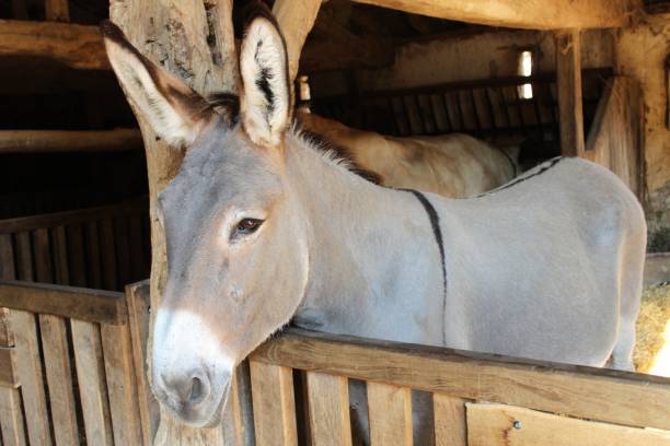 istock Donkey of the Cotentin 1031518872