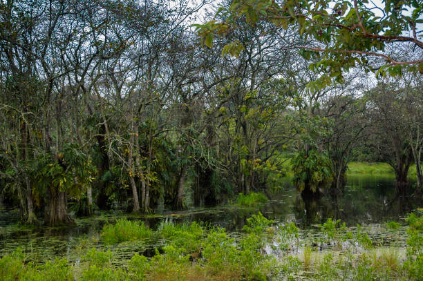 istock Tropical swamp on Izabal. Guatemala central america. 1031519226
