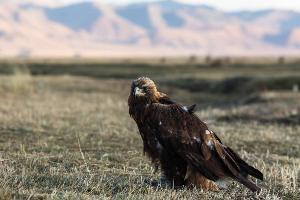 istock Golden eagle sits on land in the steppe at Mongolia. 1031522336