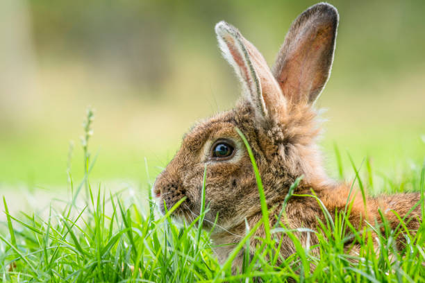 istock Brown rabbit hiding in green grass in the spring 1031525344