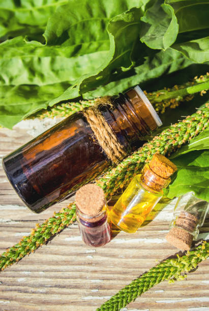 istock Essential oil of plantain in a small bottle. Selective focus. 1031525670