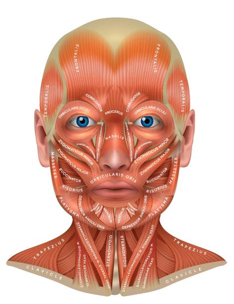 Face and neck muscles Face and neck muscles detailed colorful anatomy isolated on a white background sternohyoid stock illustrations