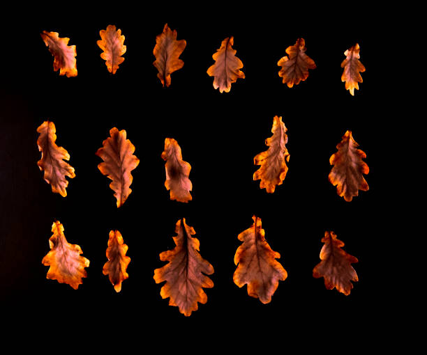 jesienne liście czarne tło - tree isolated maple tree green zdjęcia i obrazy z banku zdjęć