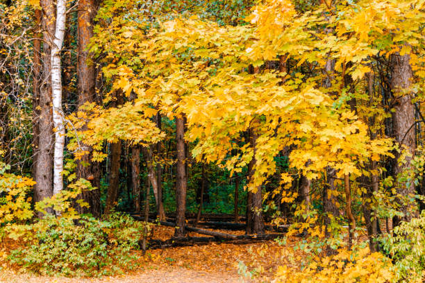 istock Colorful leaves on trees in autumn forest 1031534436