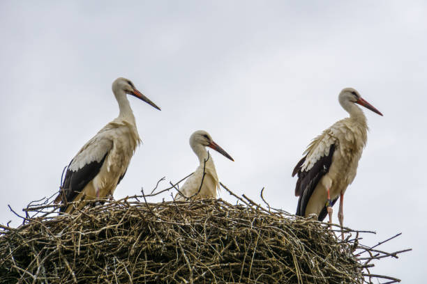 istock Group of three stork standing on their nest 1031535786