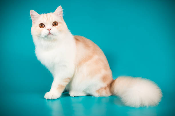 istock scottish straight longhair cat on colored backgrounds 1031538380