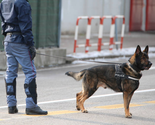 police dog with text POLICE and cop in uniform police dog with text POLICE and a cop in uniform during a riot in the city police dog handler stock pictures, royalty-free photos & images