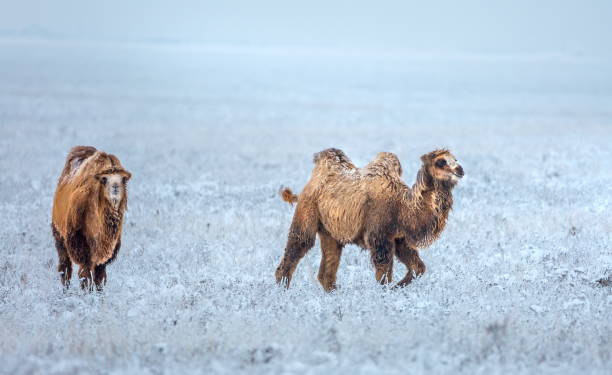 istock Camels in the winter steppe. 1031538566
