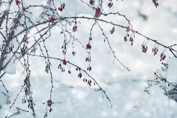 istock Branch with red berries under snow close-up in winter snowfall. First snow, white background. Tree in snow natural background. 1031539128