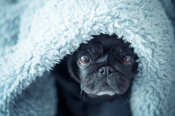 istock black pug under blue sheet looking at you curious 1031541578