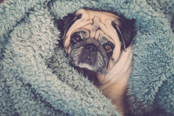 istock clear brown pug with intense expression looking at you 1031541582