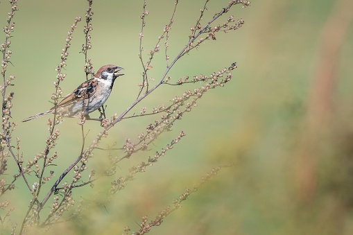 鳥すずめ (スズメ) の美しい自然場面。 - ストックフォト・写真素材...