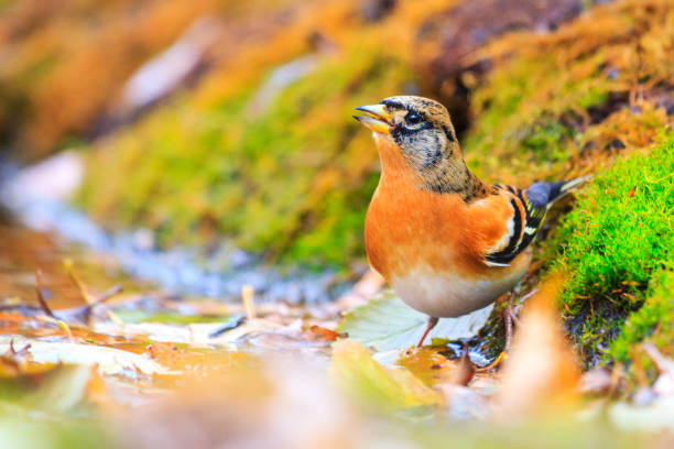 istock bird drinks water in the forest wells 1031541896