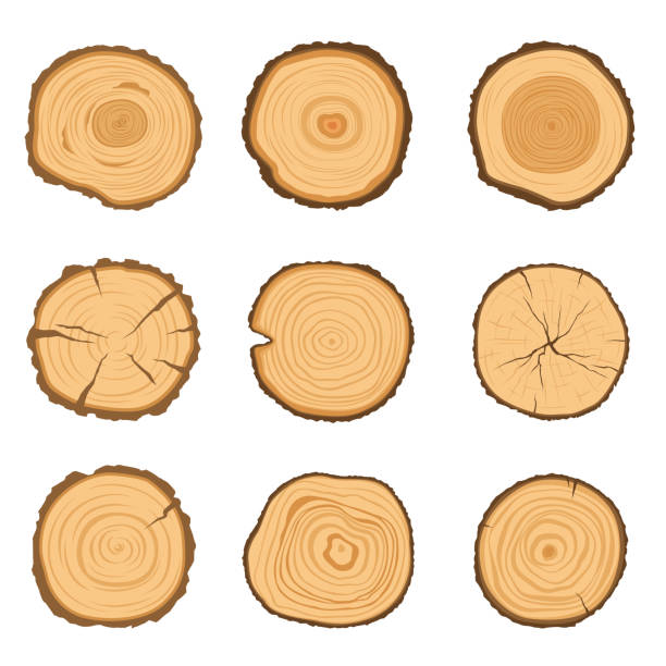 Set of round cross-sections of a tree with a different ring pattern isolated on a white background. Vector illustration Set of round cross-sections of a tree with a different ring pattern isolated on a white background. Vector modern illustration tree stump stock illustrations