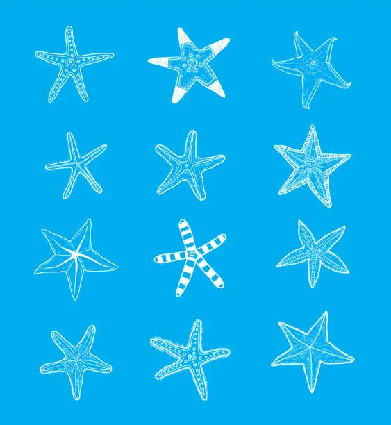 Vector illustration of icon Starfishes .hand drawn Vector Illustration