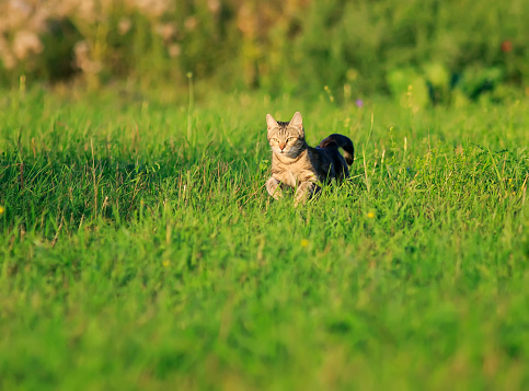 Kucing Cantik Yang Lucu Berlari Cepat Melalui Padang Rumput Cerah Hijau