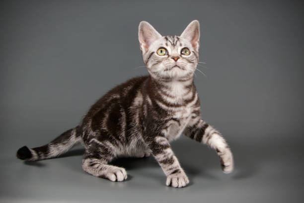 istock American shorthair cat on colored backgrounds 1031545762