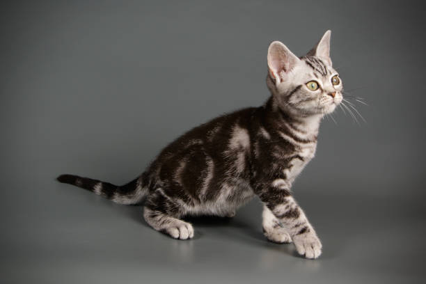 istock American shorthair cat on colored backgrounds 1031545774