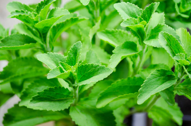 pianta di stevia - sweetleaf foto e immagini stock